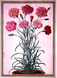 Carnations growing from a pot, plate 25 from the Nassau Florilegium by Johann Jakob Walther