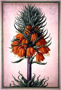Fritillaria Imperialis (Crown Imperial) Plate 25 from the Nassau Florilegium by Johann Jakob Walther