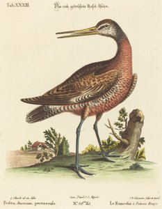 Fedoa Americana, Red-breasted by Johann Michael Seligmann after George Edwards
