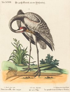 Grus Americana, alta major by Johann Michael Seligmann after George Edwards