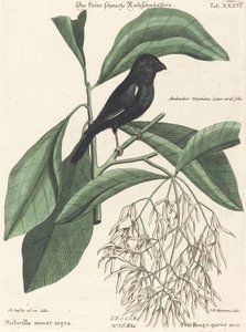 The Little Black Bullfinch by Johann Michael Seligmann after Mark Catesby