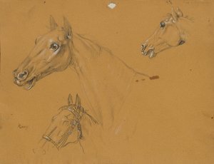 Horse Study for 