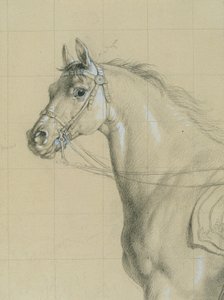 Horse Study for 