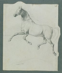 Horse Study for 