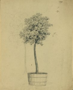 Study of a Small Tree in a Pot by Johann Peter Krafft