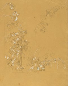 Vine, Study for 