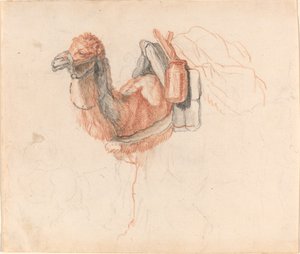 Camel