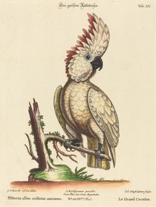 Psittacus albus cristatus maximus by Johann Sebastian Leitner after George Edwards