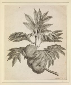 A branch of the bread fruit tree
