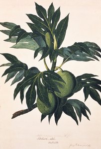 A Branch of the Bread Fruit Tree with Fruit, c.1773
