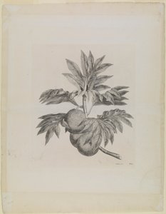 A branch of the breadfruit tree with the fruit