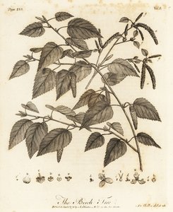 Downy birch, Betula pubescens