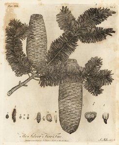 European silver fir, Abies alba