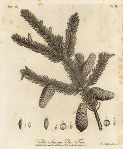 Norway spruce or European spruce, Picea abies