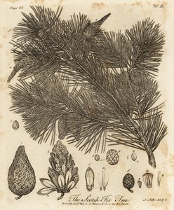 Scots pine tree, Pinus sylvestris
