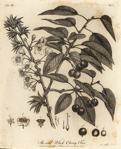 Sour cherry, tart cherry or dwarf cherry, Prunus cerasus