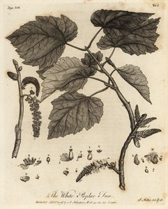 White Poplar Tree, Populus alba