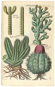 Cacti by Johann Theodor de Bry