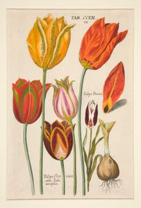 Flower Plate (Tulips), from Florilegium Novum