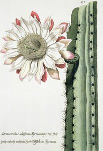 Cereus Erectus Altissimus Syrinamensis from Phythanthoza Iconographica Published in Germany, 1737-45