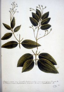 Cinnamomum Zeylanicum (Ceylon Cinnamomum) - Engraving of the Herbarium by J.W. Weinmann in 1737 by Johann Wilhelm Weinman