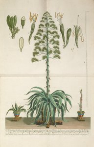 Engraved and Mezzotint Plate of Aloe Americana Folio Mucronato by Johann Wilhelm Weinmann