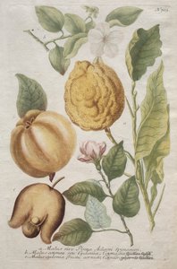 Phytanthoza Iconographia: No. 703 by Johann Wilhelm Weinmann