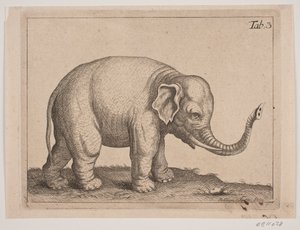 An Elephant
