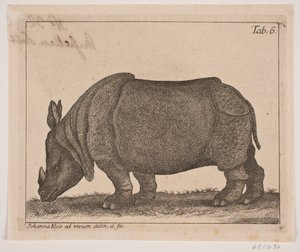 A Rhinoceros