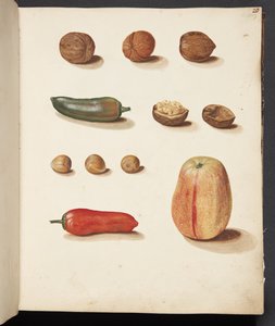 Study of Apple, Nuts, and Peppers