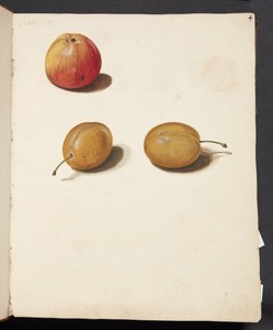 Study of Apple and Plums