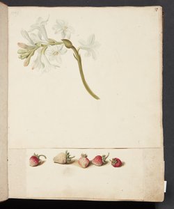 Study of Flower and Strawberry