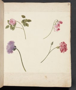 Study of Flowers by Johanna Fosie