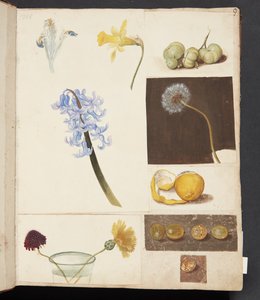 Study of Flowers, Fruits, and Green Tomatoes
