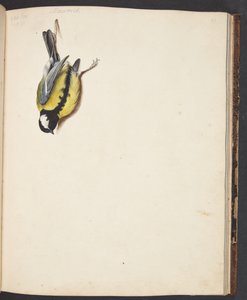 Study of a Dead Great Tit by Johanna Fosie