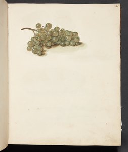 Study of Grapes by Johanna Fosie