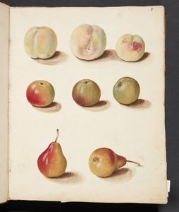 Study of Peach, Apple, and Pear