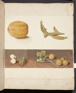 Study of Fruit and Vegetables