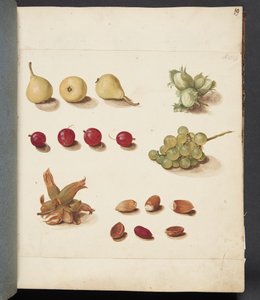 Study of Fruits, Berries, and Nuts