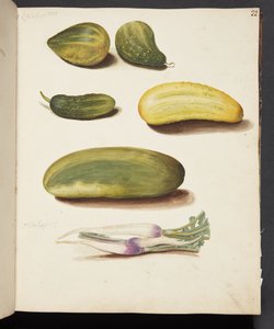 Study of Vegetables by Johanna Fosie