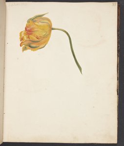 Study of Yellow Tulip