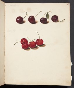 Study of Cherries
