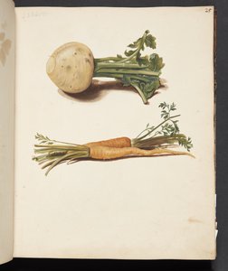 Study of Turnip and Carrots