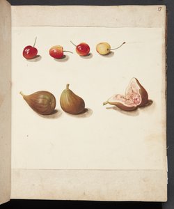 Study of Cherries and Figs