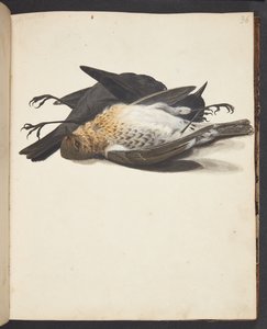 Study of Two Dead Blackbirds, Male and Female, Lying by Johanna Fosie