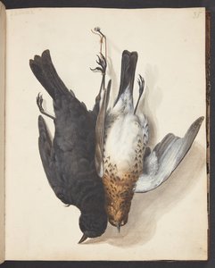 Study of Two Dead Blackbirds, Male and Female, Hung on a Hook