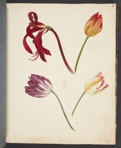 Study of Tulips
