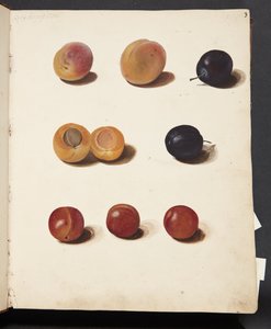 Studies of Plums