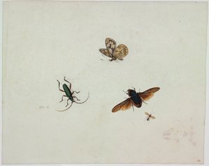 Four insects, End of 17th century by Johannes Bronkhorst
