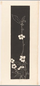 Tea Blossom